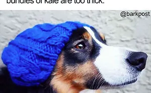 63 Dog Bios That Will Hilariously Remind You Of Somebody You Know