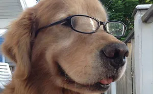 63 Dog Bios That Will Hilariously Remind You Of Somebody You Know