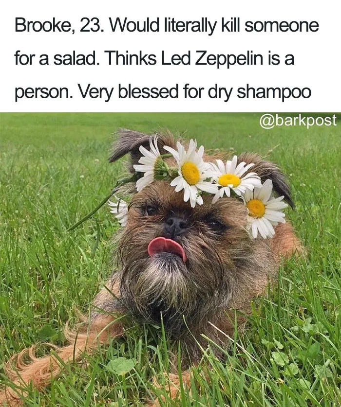 Funny Dog Bios