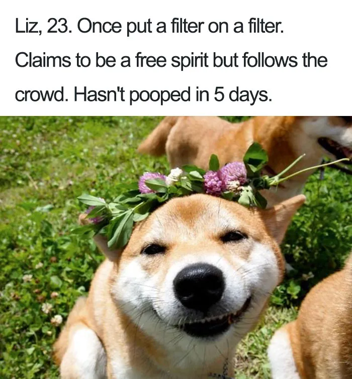Liz The Shiba