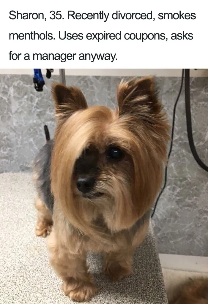 Sharon The Yorkshire Terrier