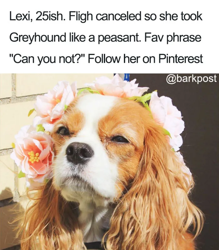 Funny Dog Bios