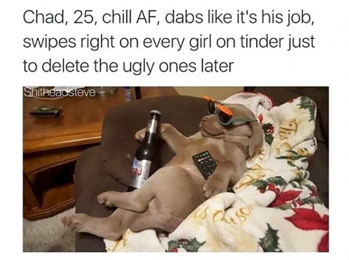 Funny Dog Bios