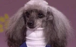 63 Dog Bios That Will Hilariously Remind You Of Somebody You Know