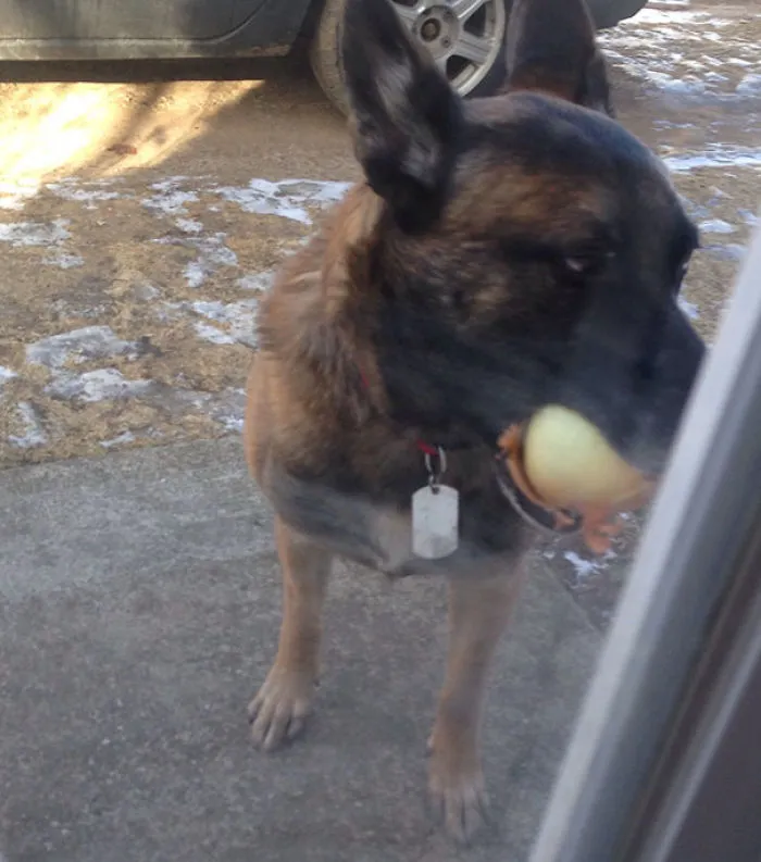 Mi perro me ha traido una cebolla