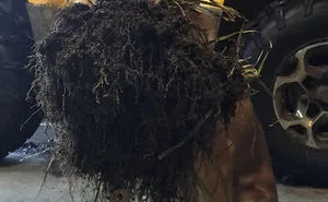 50 Times Pets Brought Their Owners The Most Unexpected Gifts