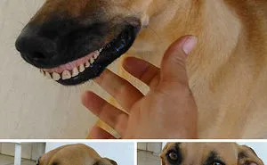 50 Times Pets Brought Their Owners The Most Unexpected Gifts