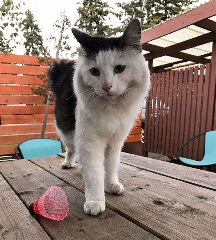 Uno de mis gatos trae pájaros. El otro, esto. No jugamos al badminton