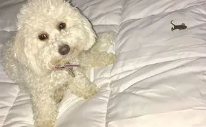 50 Times Pets Brought Their Owners The Most Unexpected Gifts