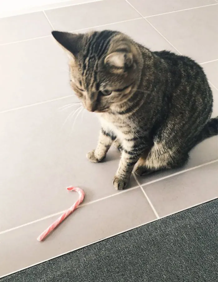 Mi gato trae bastones de caramelo a la puerta. No es Navidad