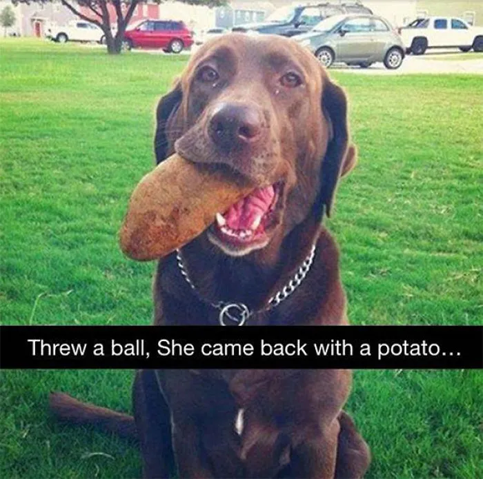 She's A Retriever, Not A Genius