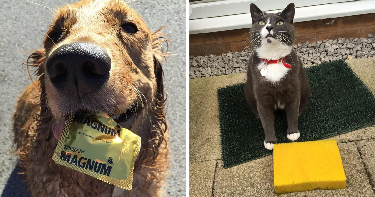 10+ Mascotas que trajeron a sus dueños los regalos más inesperados
