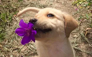 50 Times Pets Brought Their Owners The Most Unexpected Gifts