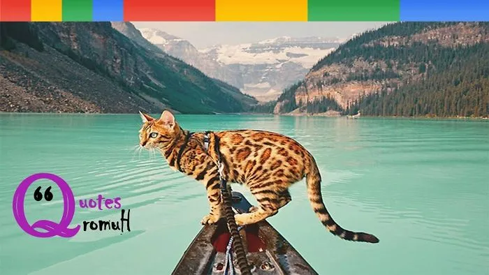 Meet Suki, The Traveling Cat Who’s Living A Better Life Than You | Quotes And Humor