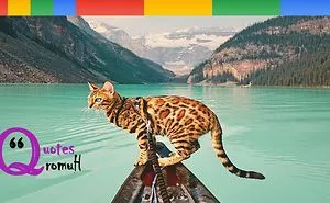 Meet Suki, The Traveling Cat Who’s Living A Better Life Than You | Quotes And Humor