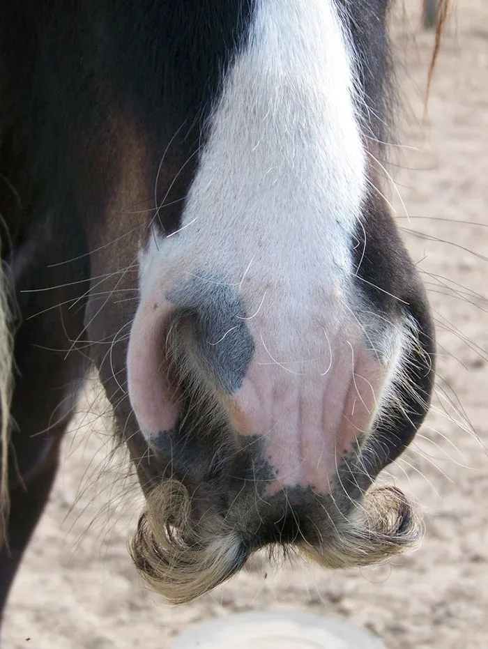 Si estás triste, solo tienes que ver cómo les crece el bigote a los caballos