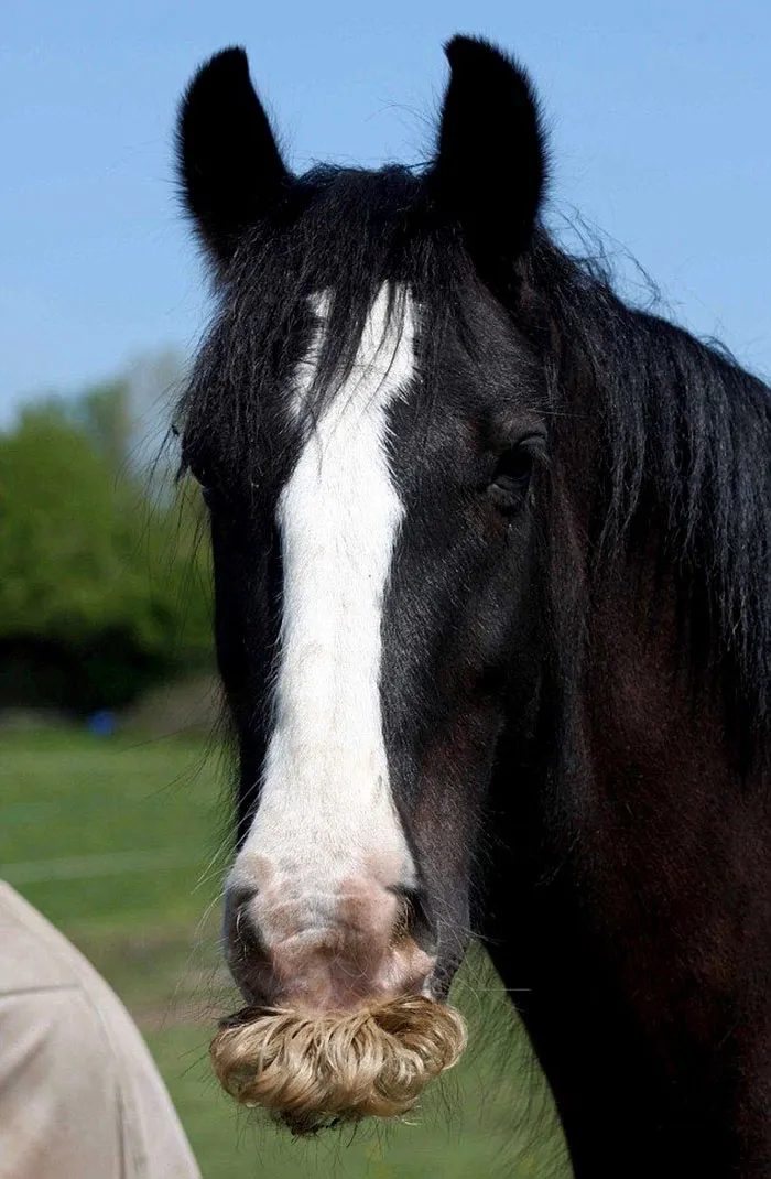Si estás triste, solo tienes que ver cómo les crece el bigote a los caballos