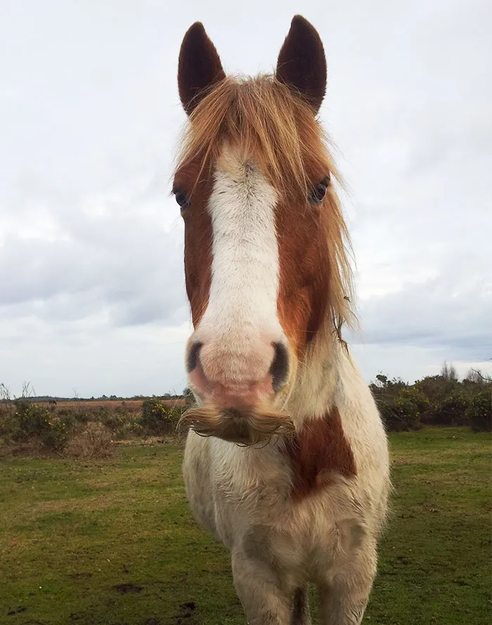 Si estás triste, solo tienes que ver cómo les crece el bigote a los caballos