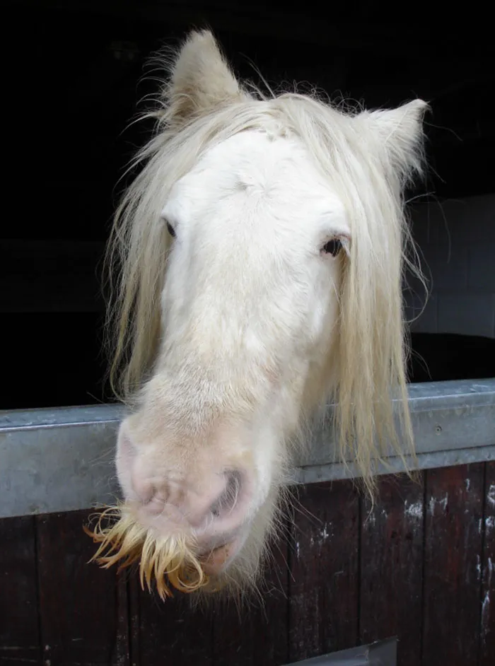 Si estás triste, solo tienes que ver cómo les crece el bigote a los caballos