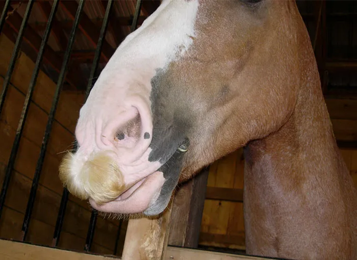 Si estás triste, solo tienes que ver cómo les crece el bigote a los caballos