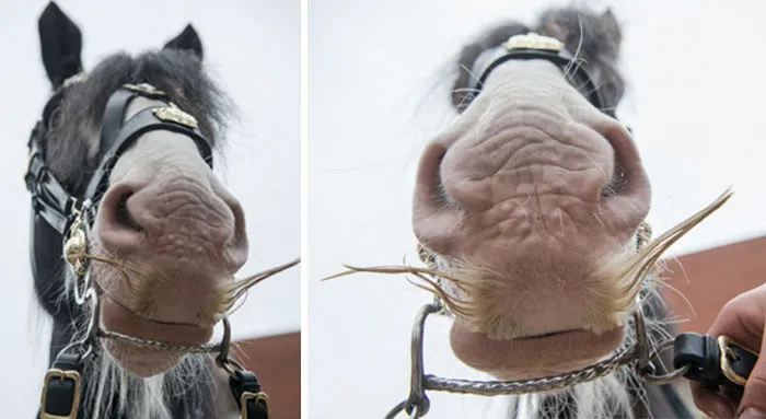 Si estás triste, solo tienes que ver cómo les crece el bigote a los caballos