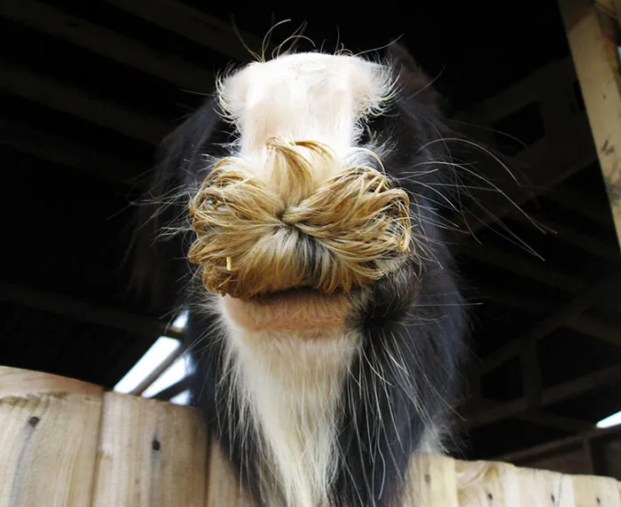 If You Ever Feel Sad, Just Remember That Horses Can Grow Moustaches