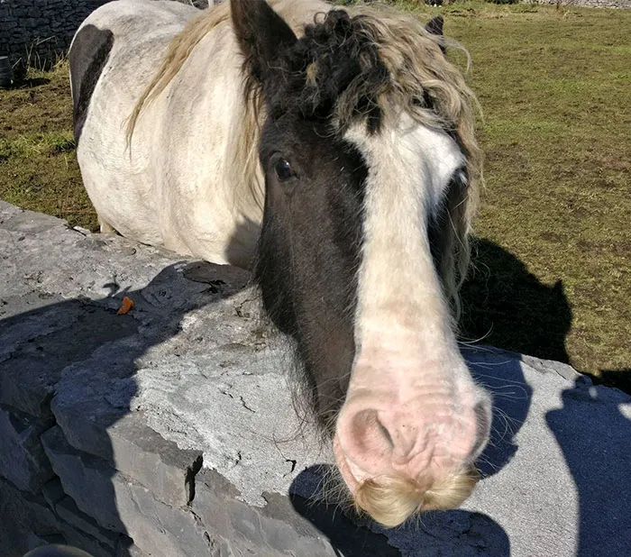 If You Ever Feel Sad, Just Remember That Horses Can Grow Moustaches