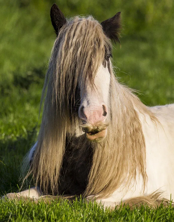 Si estás triste, solo tienes que ver cómo les crece el bigote a los caballos