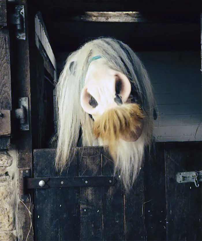 If You Ever Feel Sad, Just Remember That Horses Can Grow Moustaches