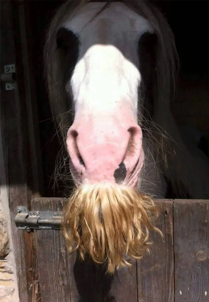 Si estás triste, solo tienes que ver cómo les crece el bigote a los caballos