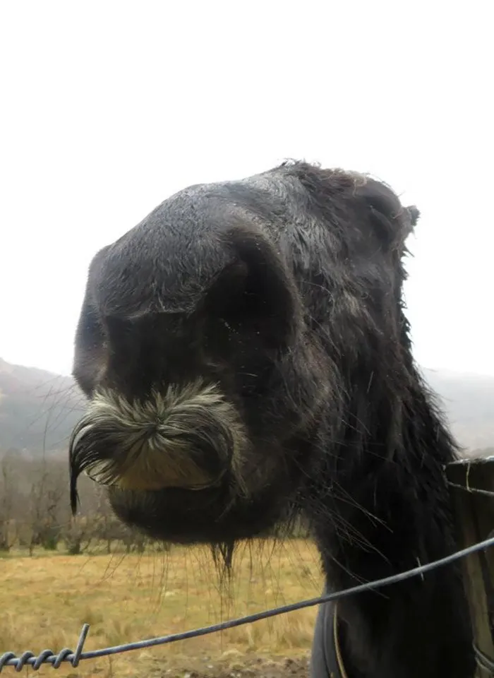Si estás triste, solo tienes que ver cómo les crece el bigote a los caballos