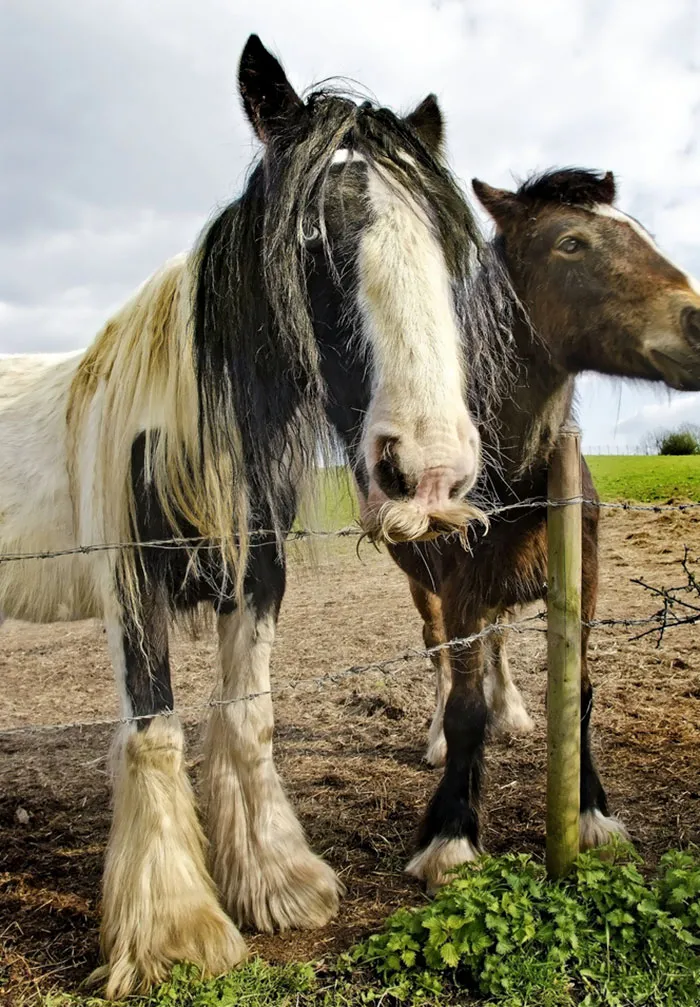 Si estás triste, solo tienes que ver cómo les crece el bigote a los caballos