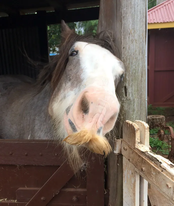 Si estás triste, solo tienes que ver cómo les crece el bigote a los caballos