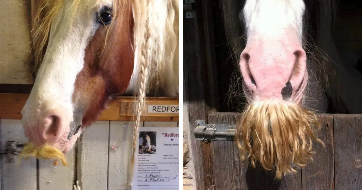 Si estás triste, solo tienes que ver cómo les crece el bigote a los caballos