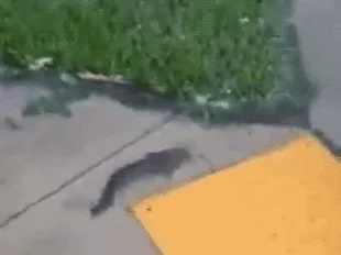 Irma Gonna Find My Way Back