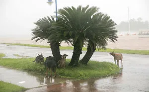 74 Horrifying Photos That Reveal How Bad Hurricane Irma Truly Is