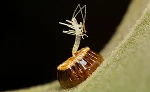 I Spent All Summer Photographing The Diversity Of Bugs In My Hometown