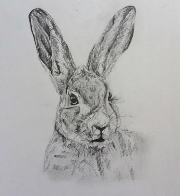 I Do Detailed Drawings Of Animals
