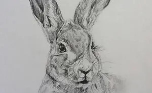 I Do Detailed Drawings Of Animals