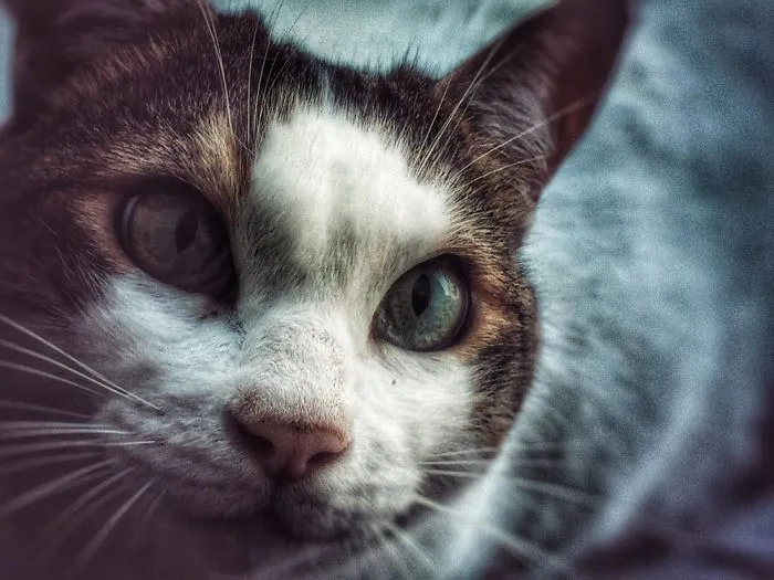 A Pic Of My Cat