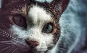A Pic Of My Cat