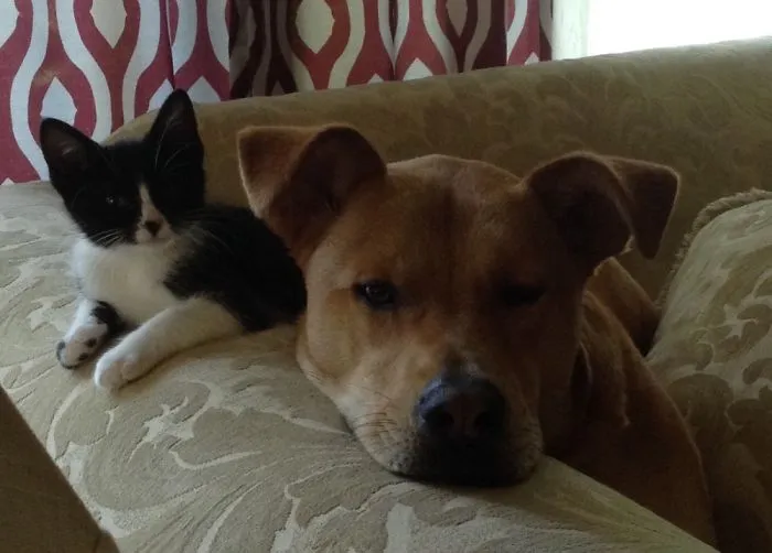Molson With His Kitty