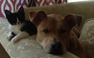 Post Pictures Of Cats And Dogs Living Together