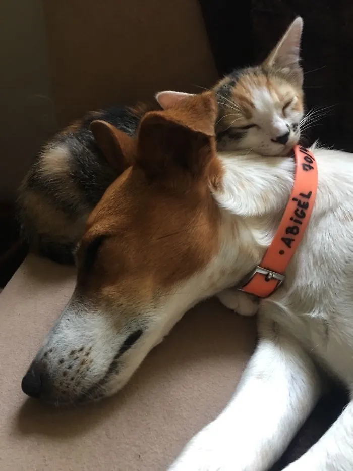 A&i