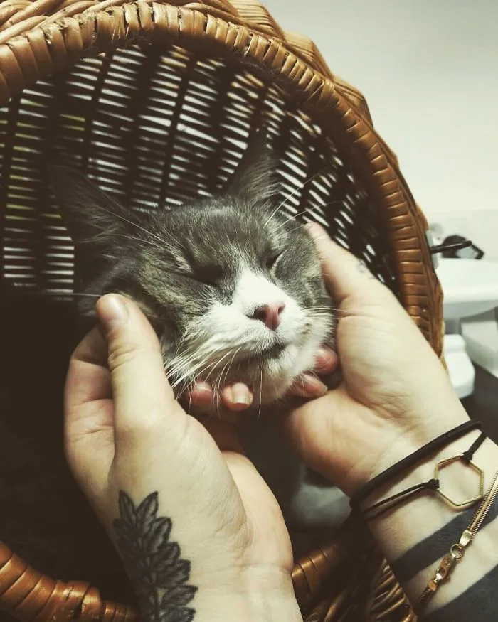 Help Me Save Taavi, And His Heart ❤️