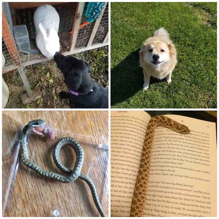 A Few Of My Lovely Pets!