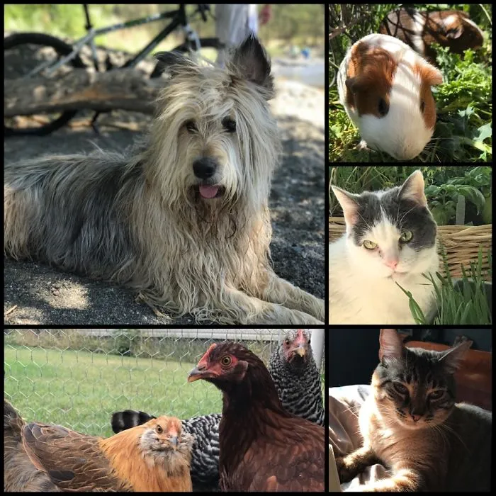 One Dog, Two Guinea Pigs, Two Cats, Four Chickens, And A Partridge In A Pear Tree.