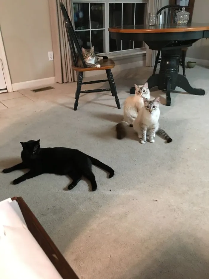 This Is Our Cat Crew, Two Are Not Pictured
