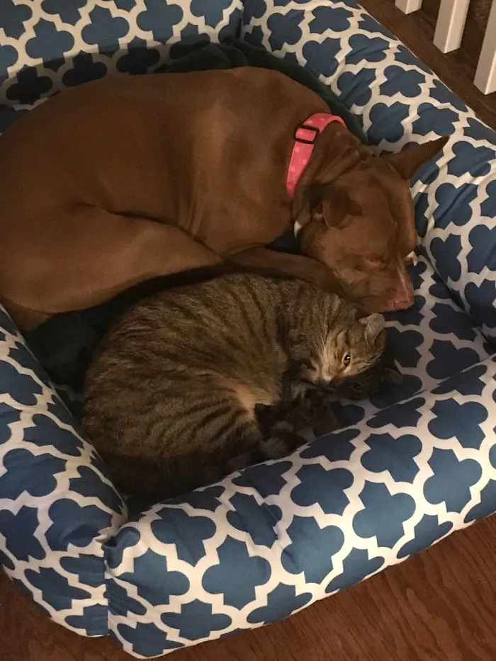 A Pitbull Who Once Was In A Shelter And A Feral Cat Cuddling Together