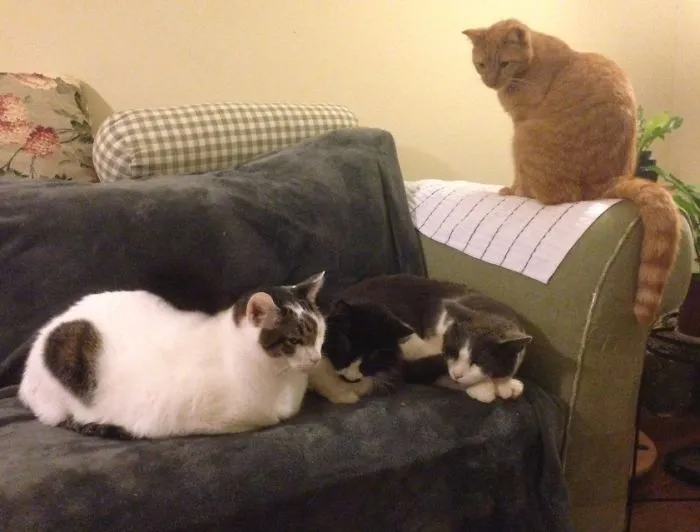 4 Cats + 1 Dog Not In Picture